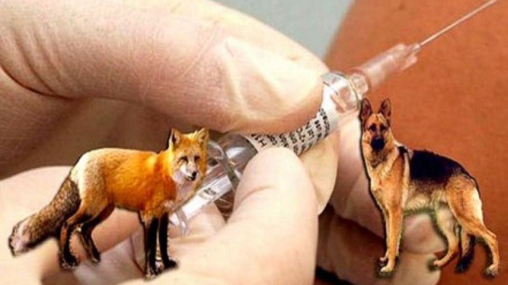 Γενικές οδηγίες προφύλαξης σχετικά με τα αντιλυσσικά εμβόλια 