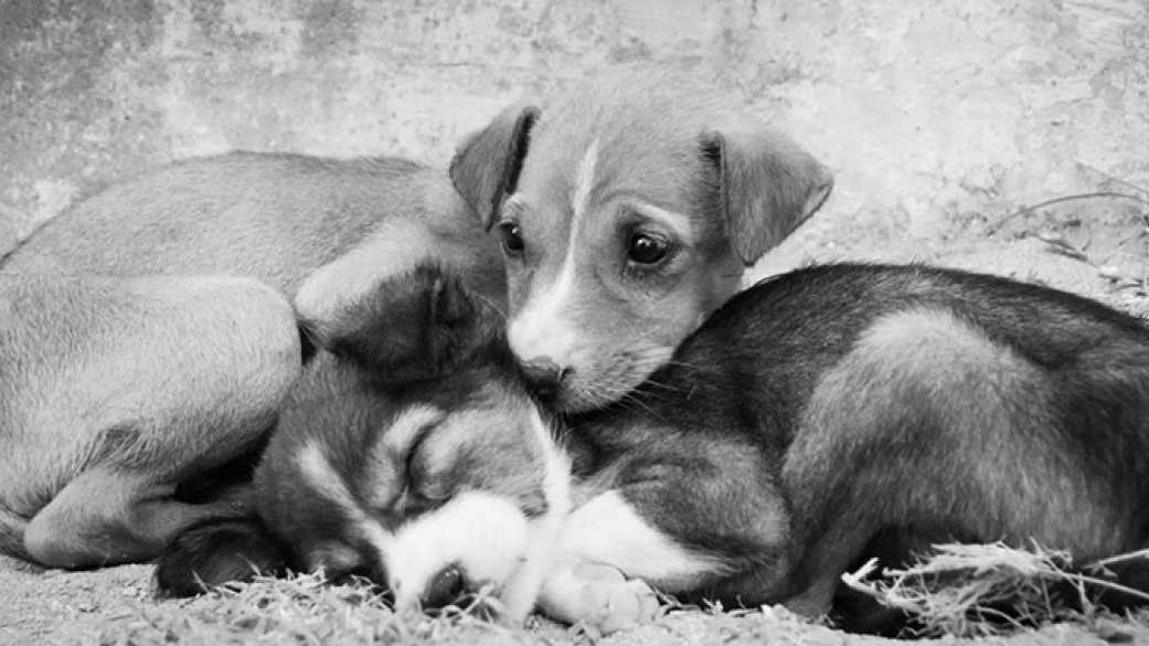 Παροχή κτηνιατρικών υπηρεσιών στα αδέσποτα ζώα συντροφιάς του Δήμου Πύδνας-Κολιν