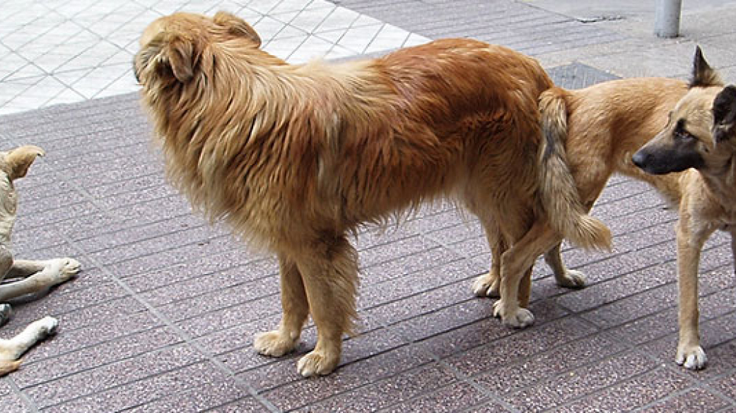 Δελτίο Τύπου Αδέσποτα