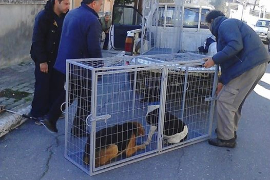 Δελτίο Τύπου Αδέσποτα