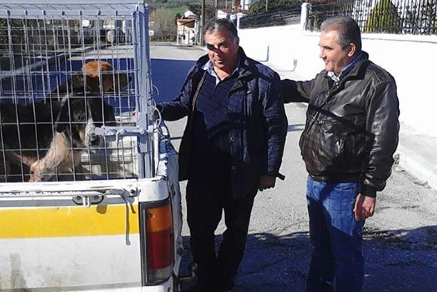 Δελτίο Τύπου Αδέσποτα