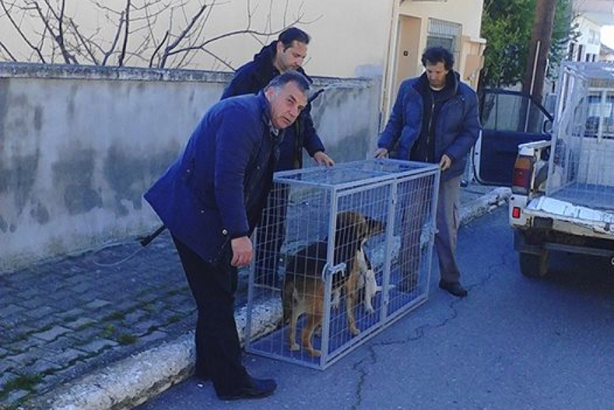 Δελτίο Τύπου Αδέσποτα